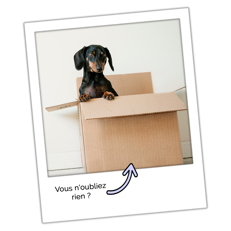 Un chien mignon coincé volontairement dans un carton de déménagement, carton des déménageurs toulousains de la Siam Compagnie
